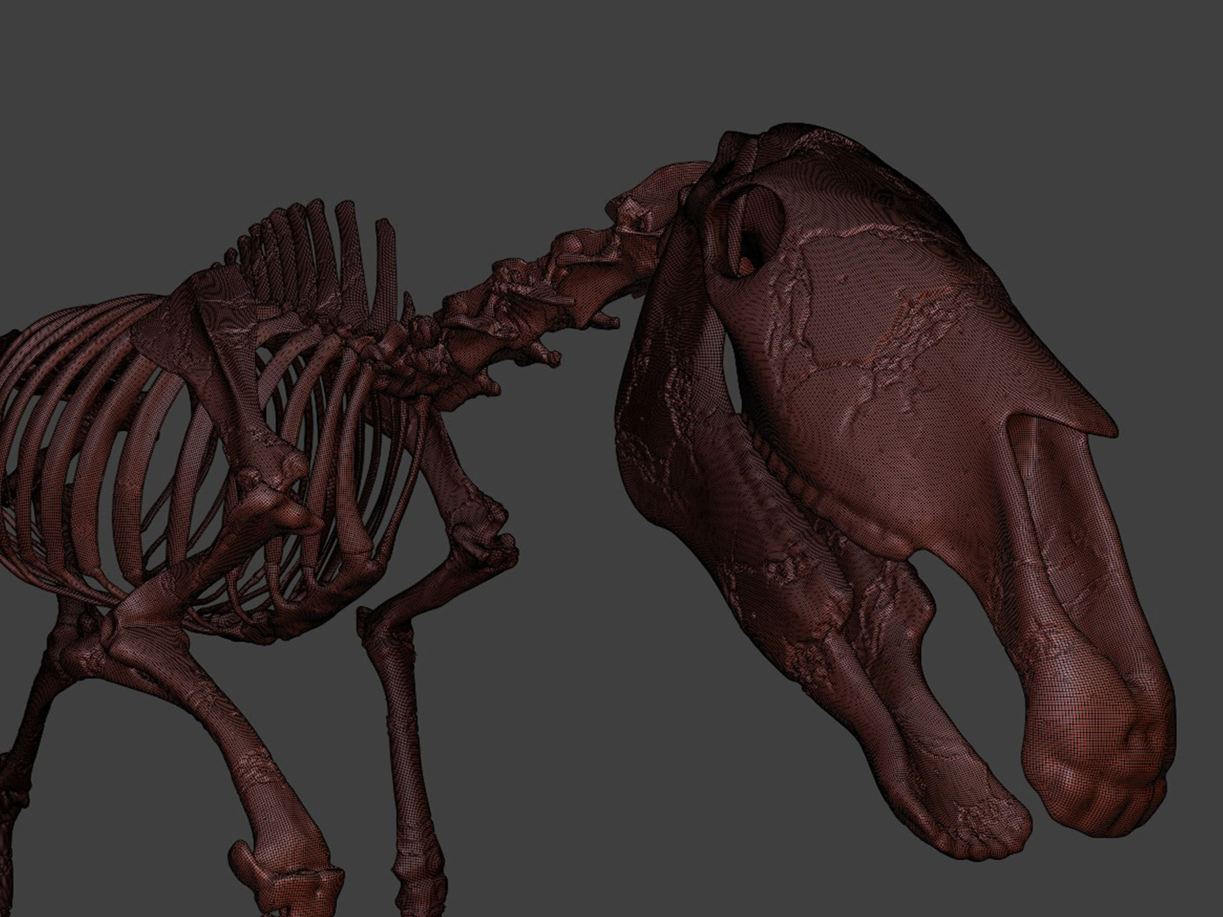 Realistic Horse Skeleton 3D model_7