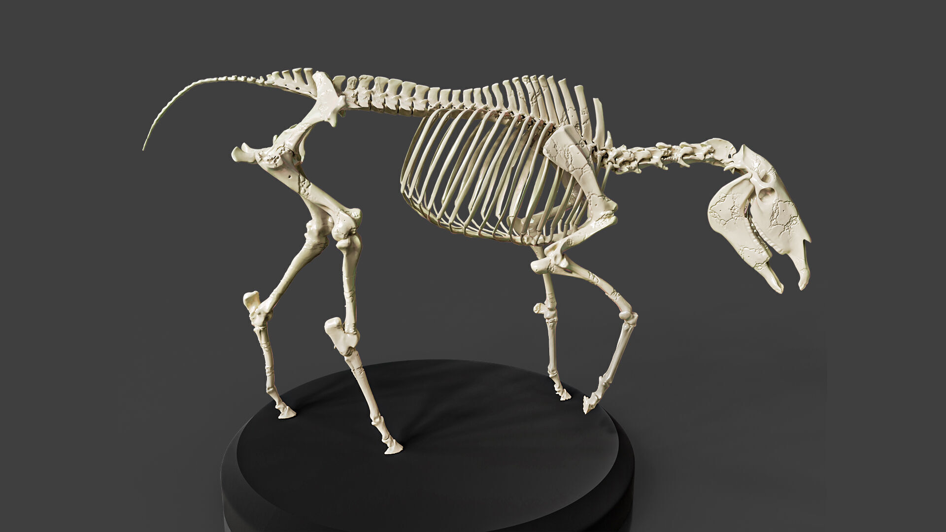 Realistic Horse Skeleton 3D model_1