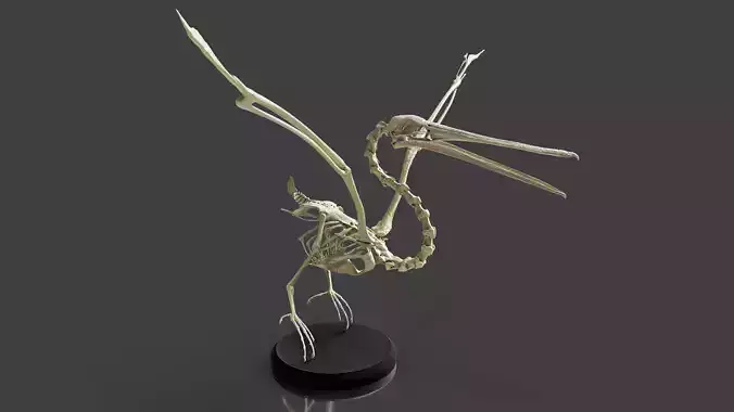 Realistic Pelican Skeleton