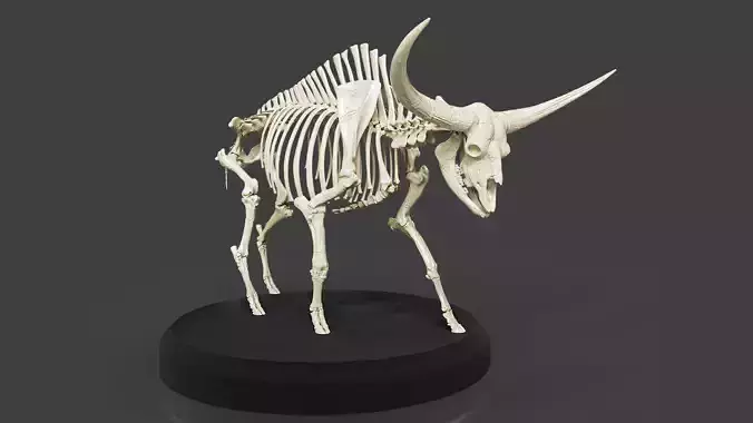 Bison Latifrons Skeleton