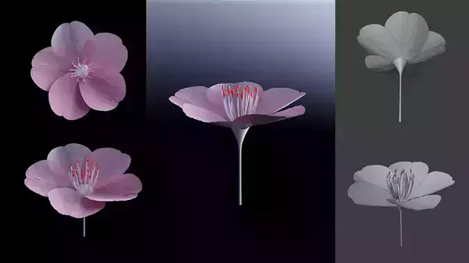 sakura blossom 3d model - cherry blossom flower 3D model