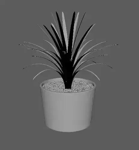 Plant in pot
