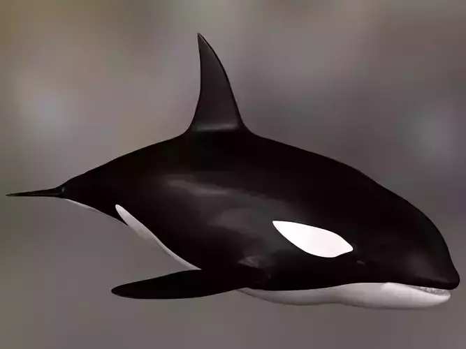 Realistic Killer Whale 3D print model