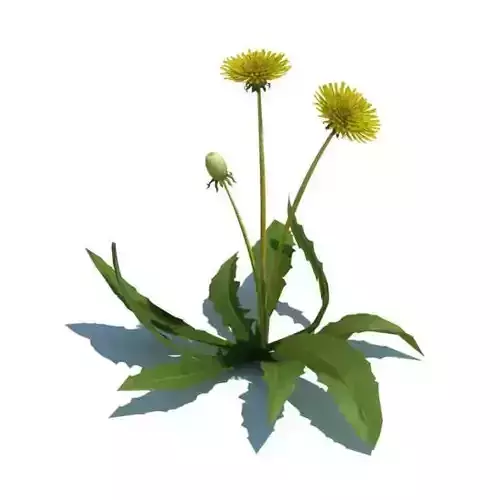 Plant With Flower  Taraxacum Officinale