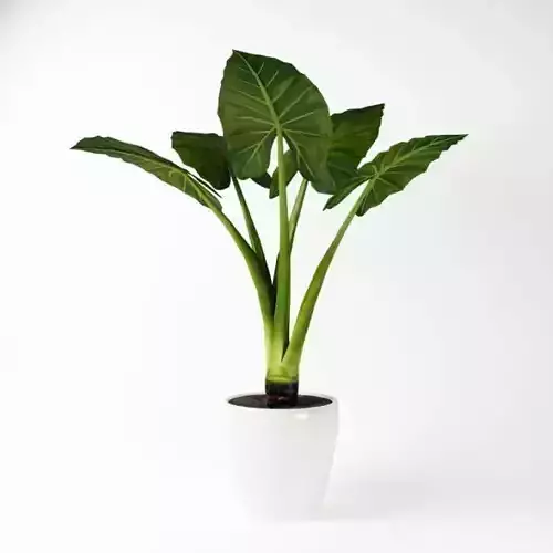 Potted Elephant Plant In White