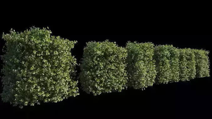 High Poly Hedge