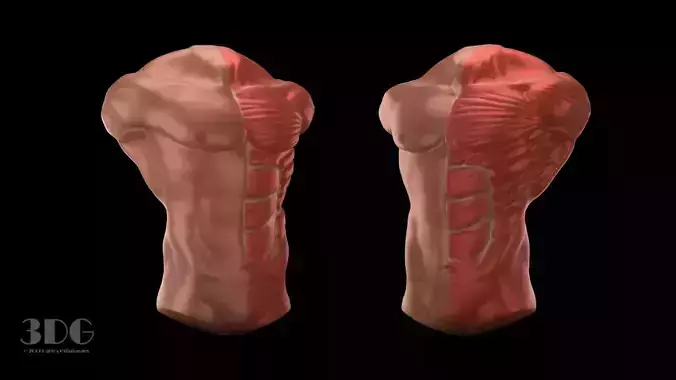 Chest Anatomy 3D model