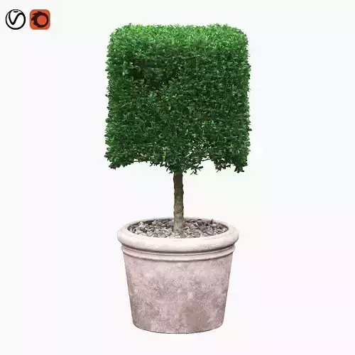 Potted Topiary Buxus 01