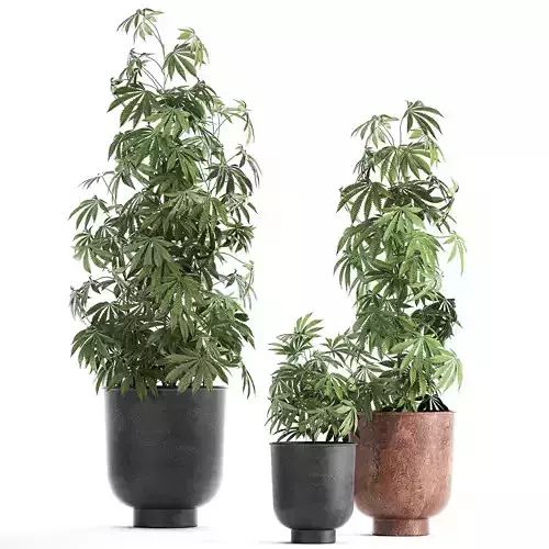 Decorative Cannabis in flowerpots 838 3D model