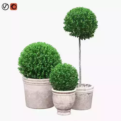 Potted Topiary Buxus 04