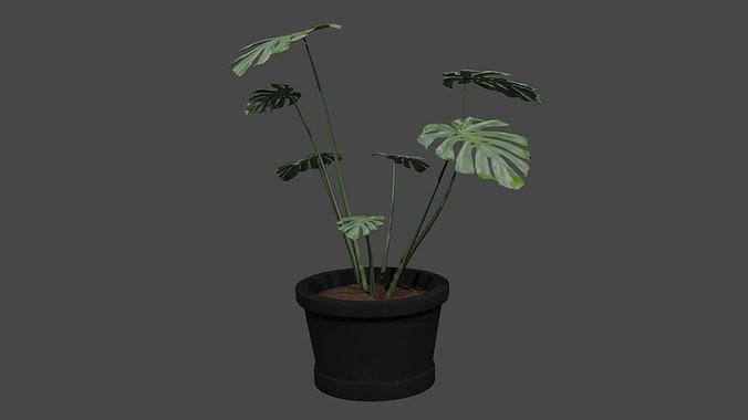 Monstera plant in pot Free 3D model