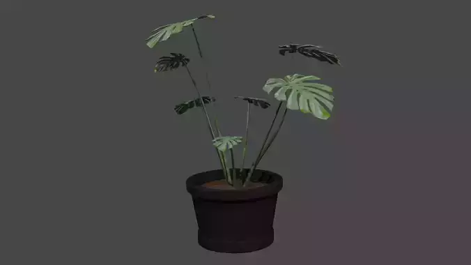 Monstera plant in pot