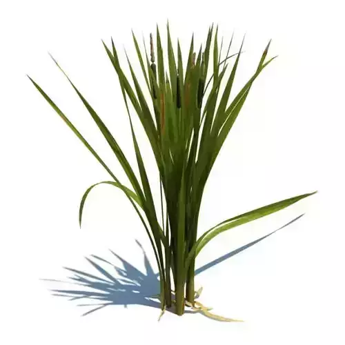 Environmental Green Plant