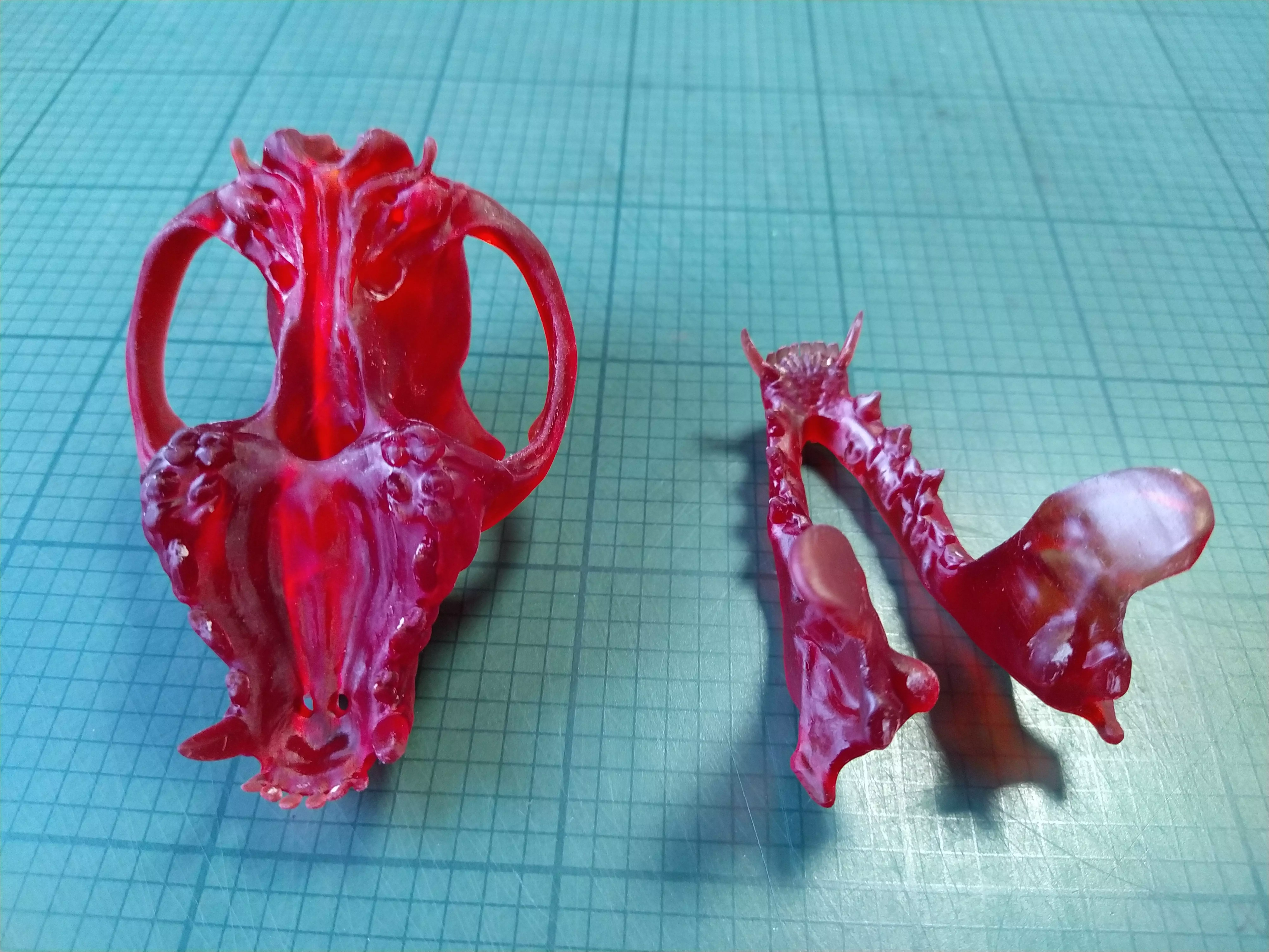 crane de pitbull   pitbull skull Low-poly 3D model_0