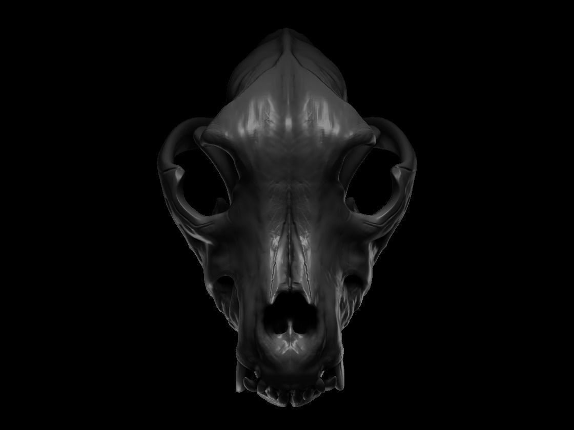 crane de pitbull   pitbull skull Low-poly 3D model_8