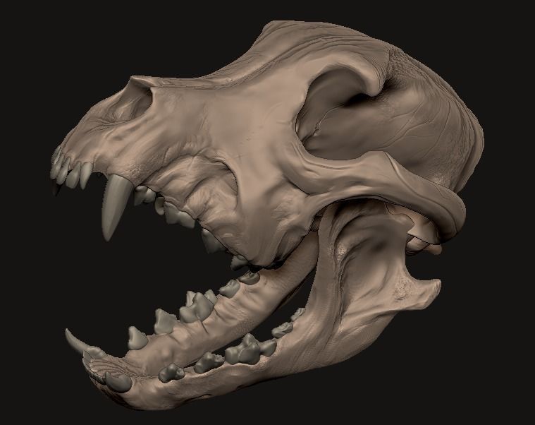 crane de pitbull   pitbull skull Low-poly 3D model_7