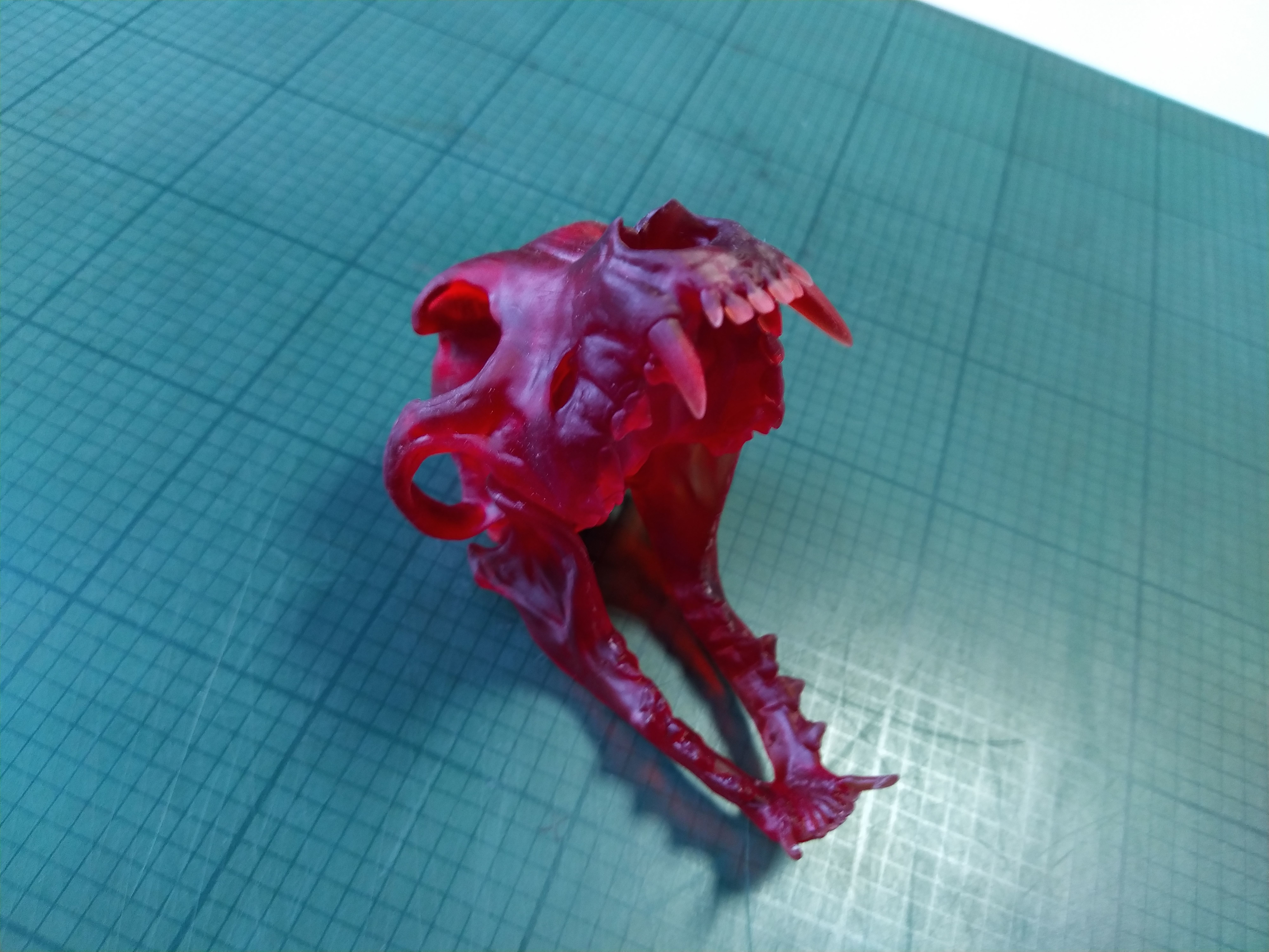 crane de pitbull   pitbull skull Low-poly 3D model_2