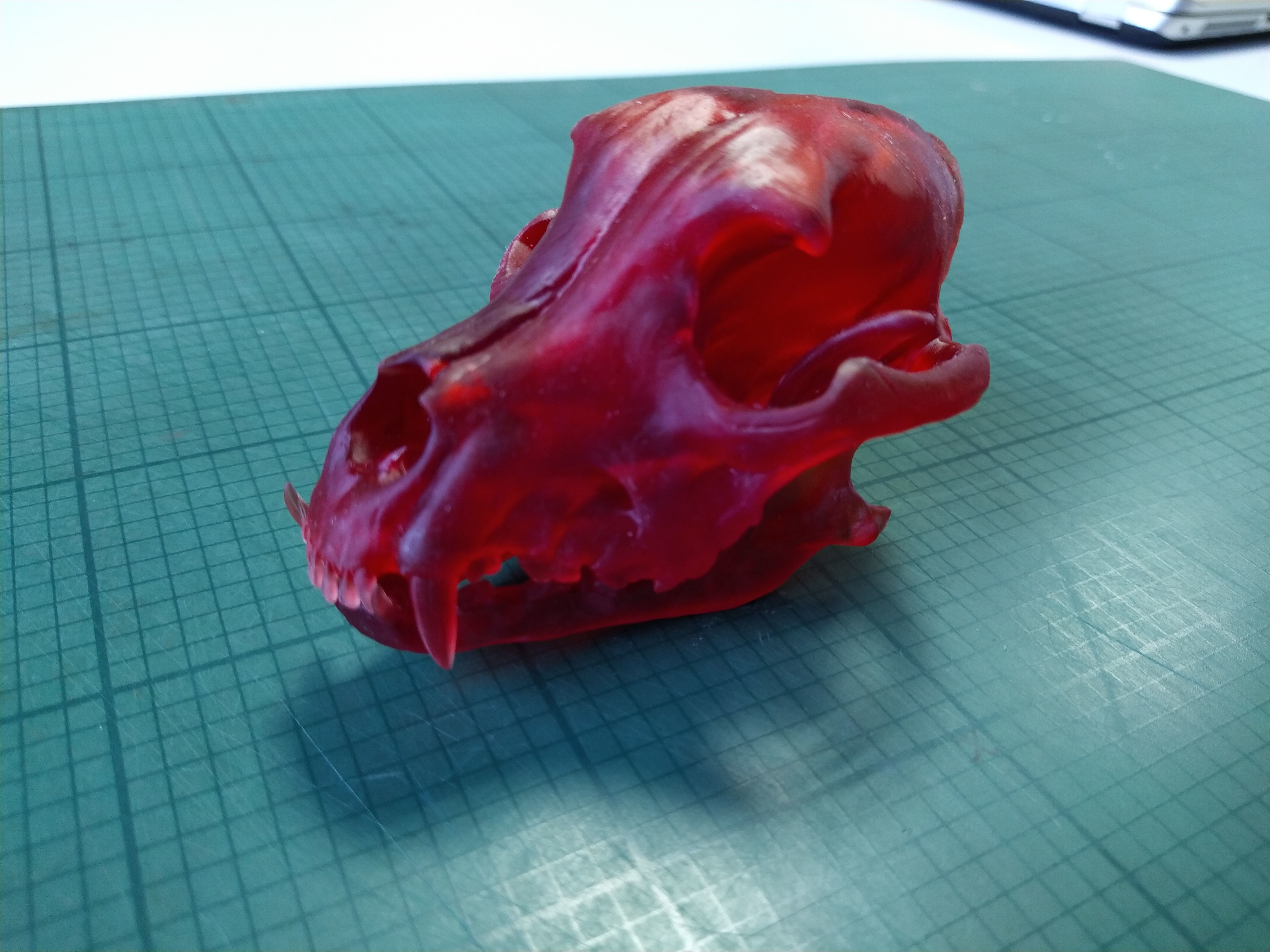 crane de pitbull   pitbull skull Low-poly 3D model_3