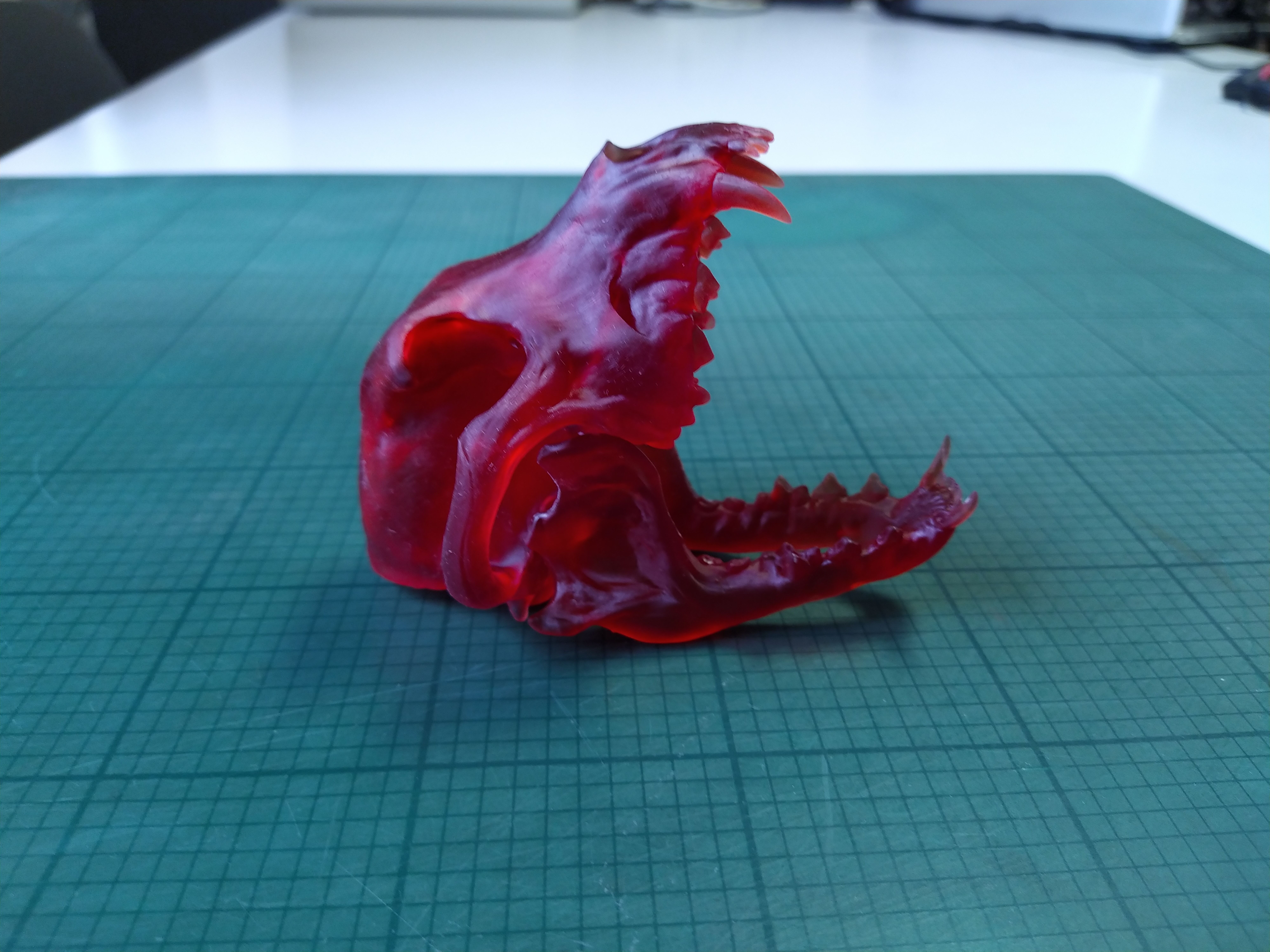 crane de pitbull   pitbull skull Low-poly 3D model_5