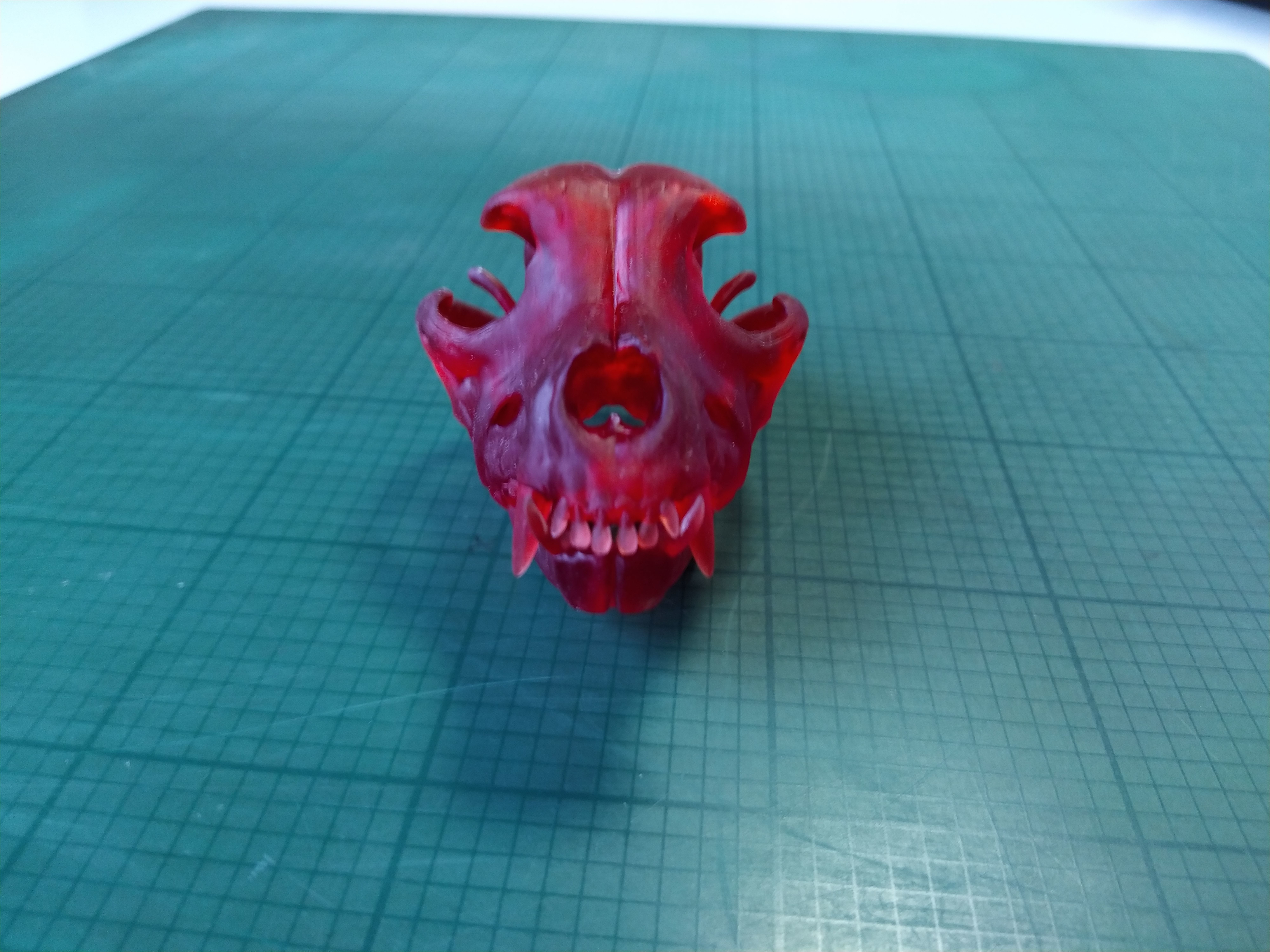 crane de pitbull   pitbull skull Low-poly 3D model_4