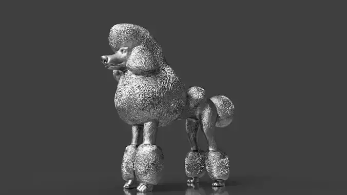 Silver Poodle Dog