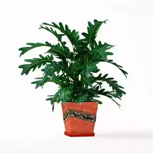 Orange Potted Plant
