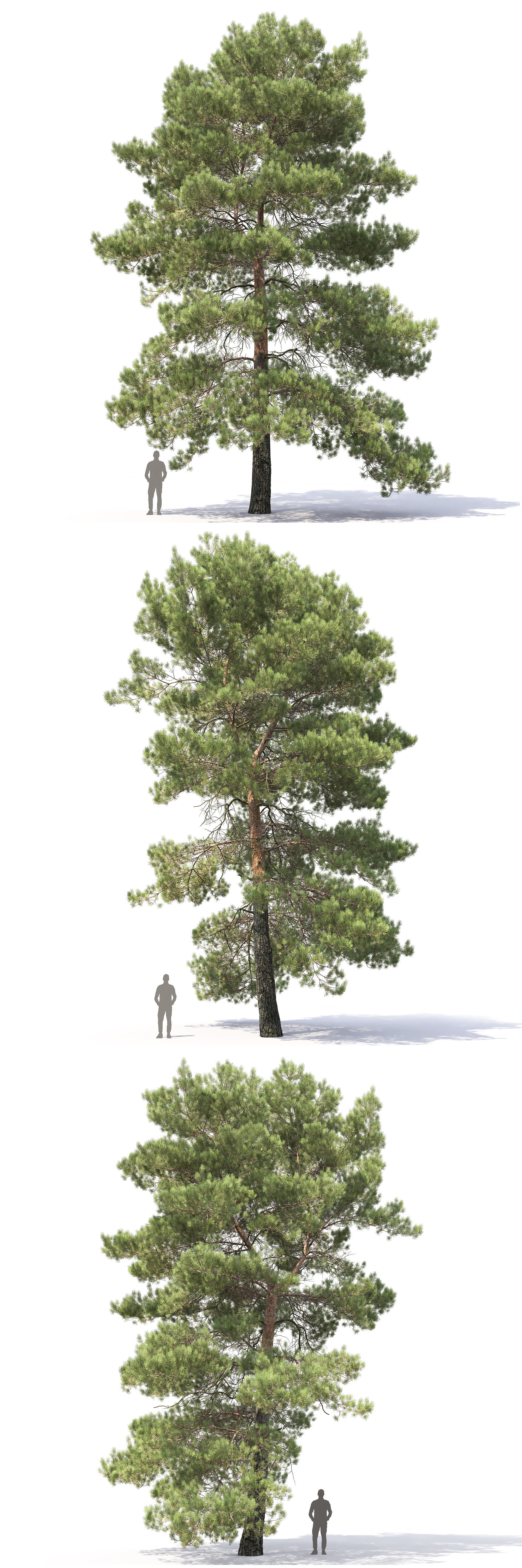 Pinus Sylvestris 29 3D model_3