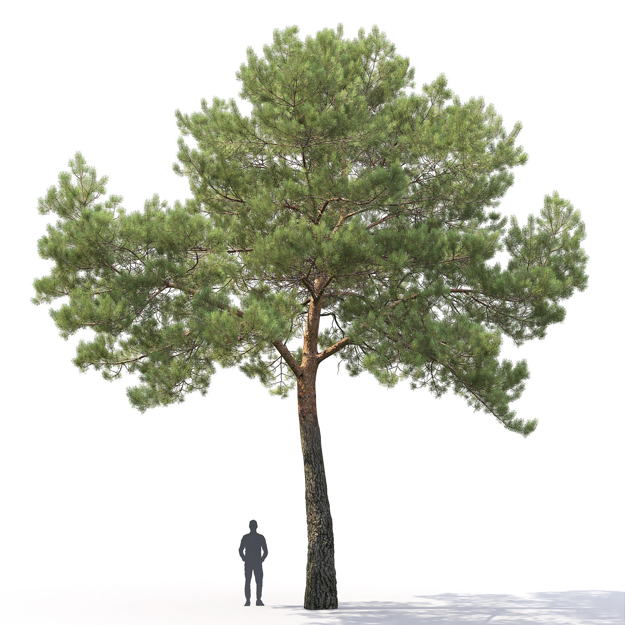 Pinus Sylvestris 29 3D model_6