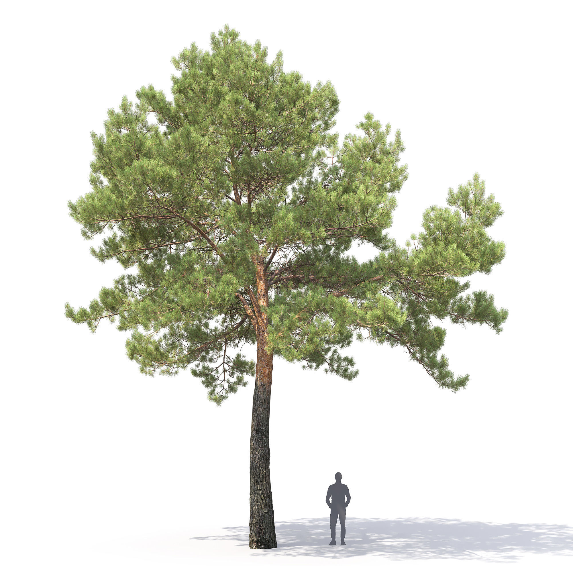 Pinus Sylvestris 29 3D model_5