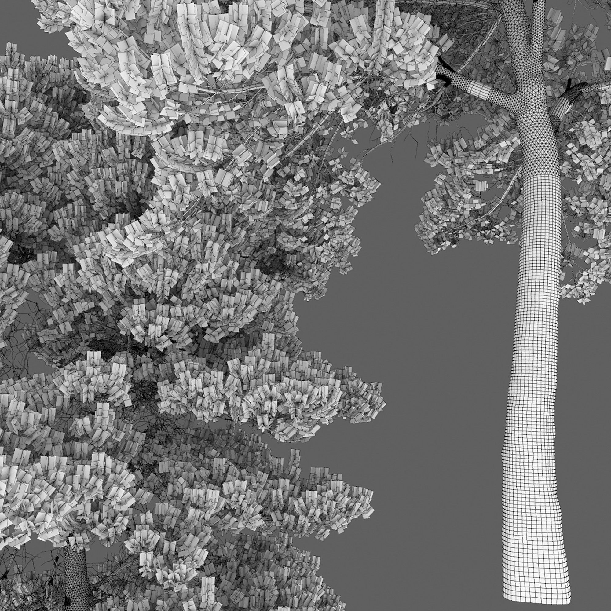 Pinus Sylvestris 29 3D model_10