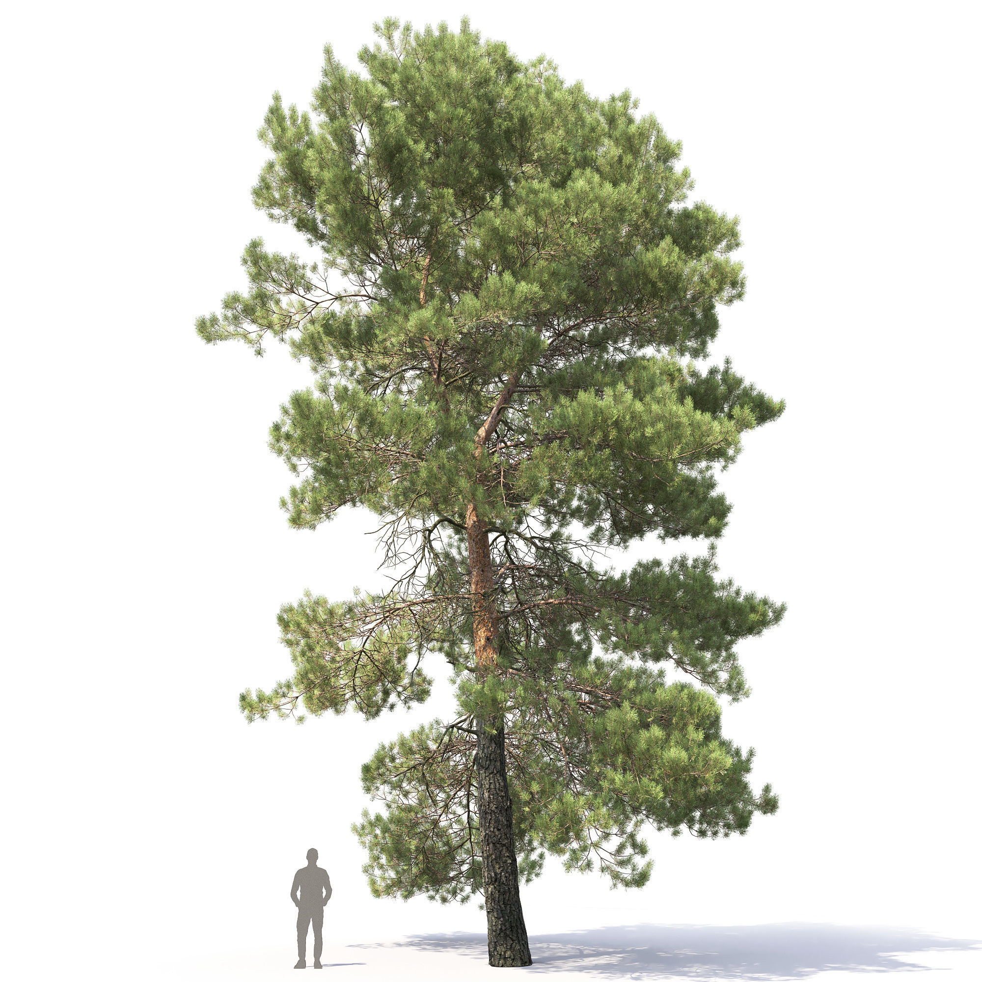 Pinus Sylvestris 29 3D model_8