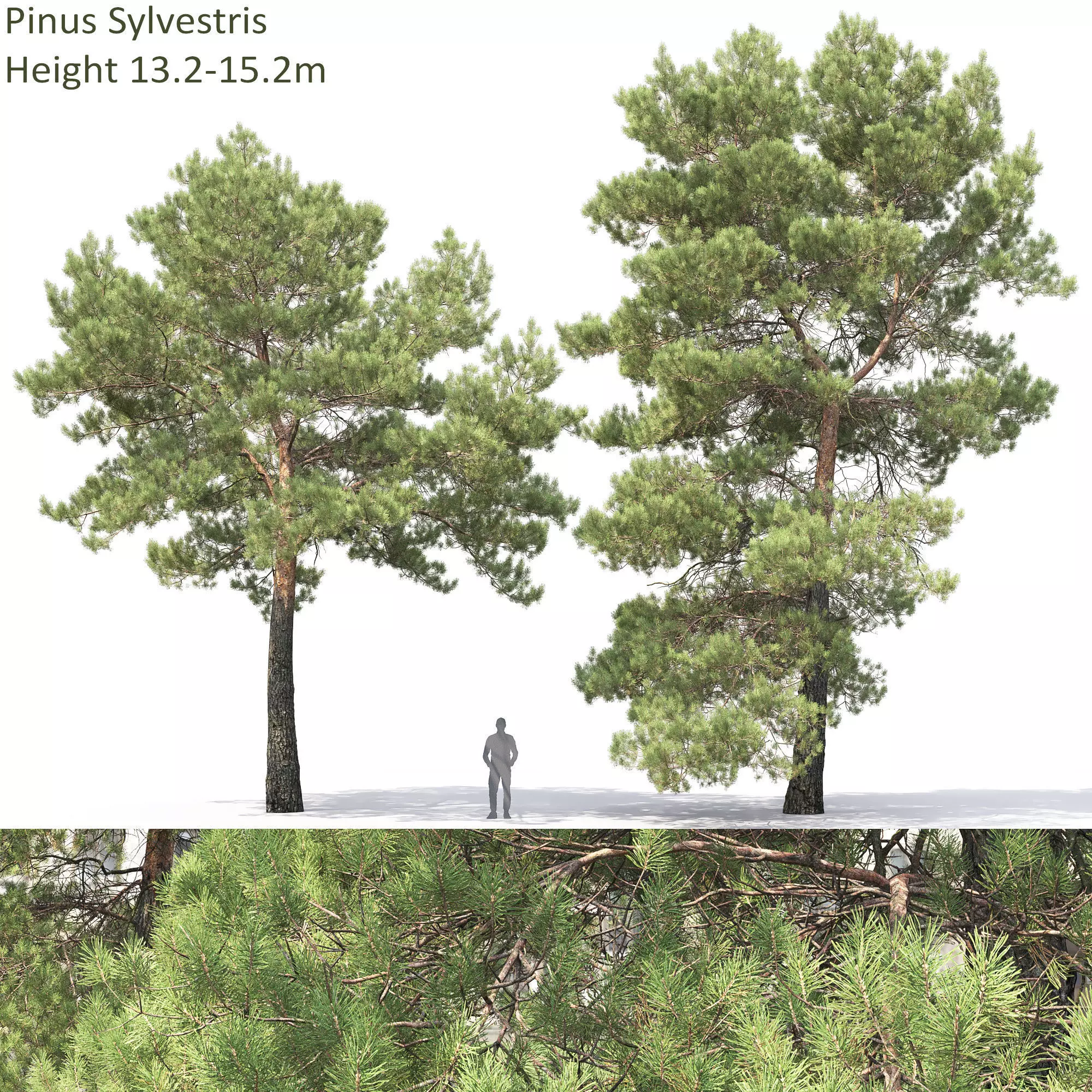 Pinus Sylvestris 29 3D model_0