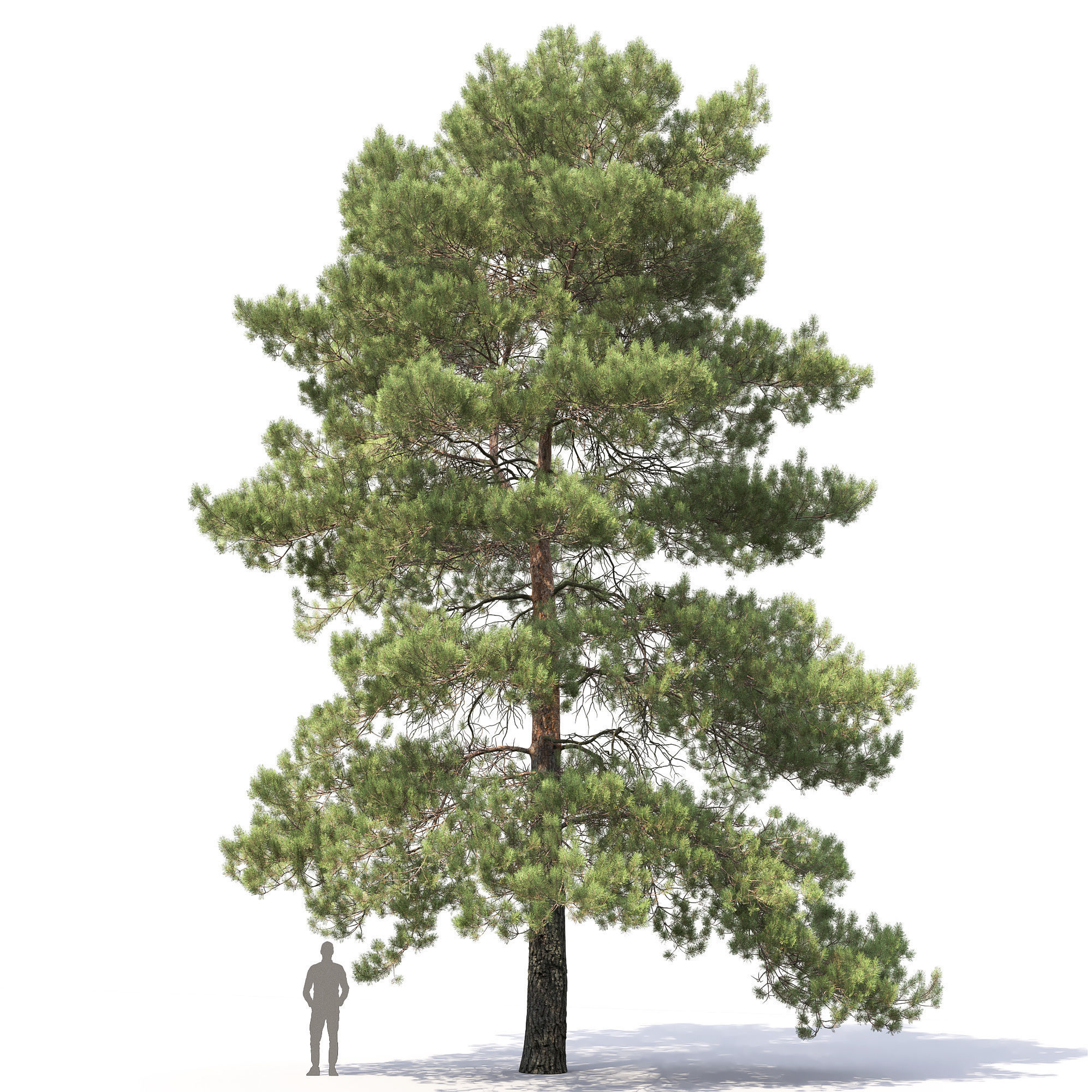 Pinus Sylvestris 29 3D model_9