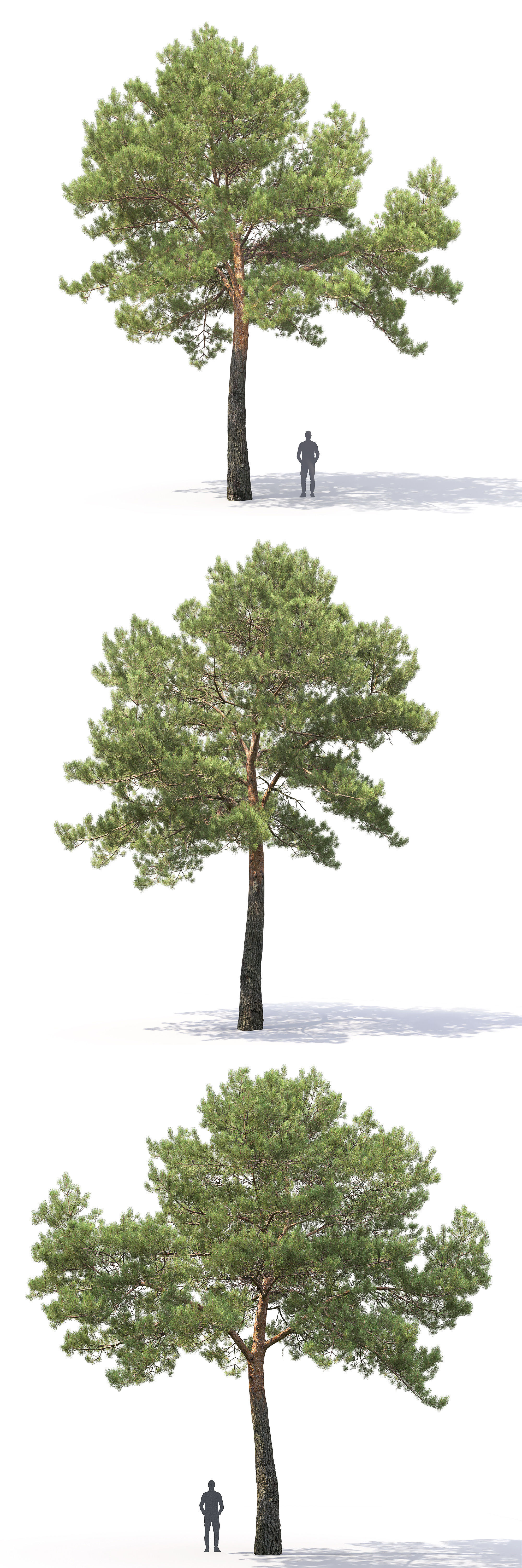 Pinus Sylvestris 29 3D model_2