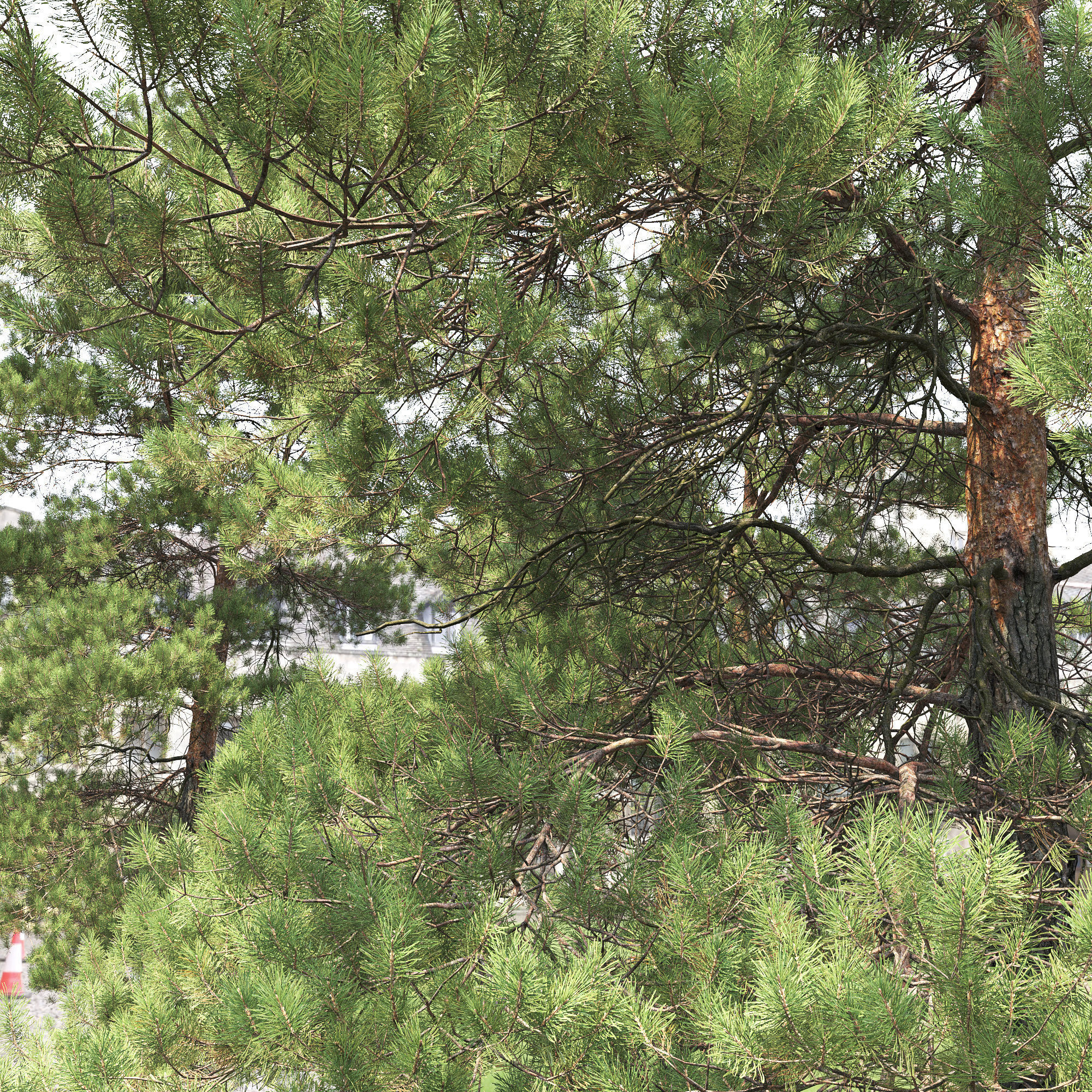 Pinus Sylvestris 29 3D model_1