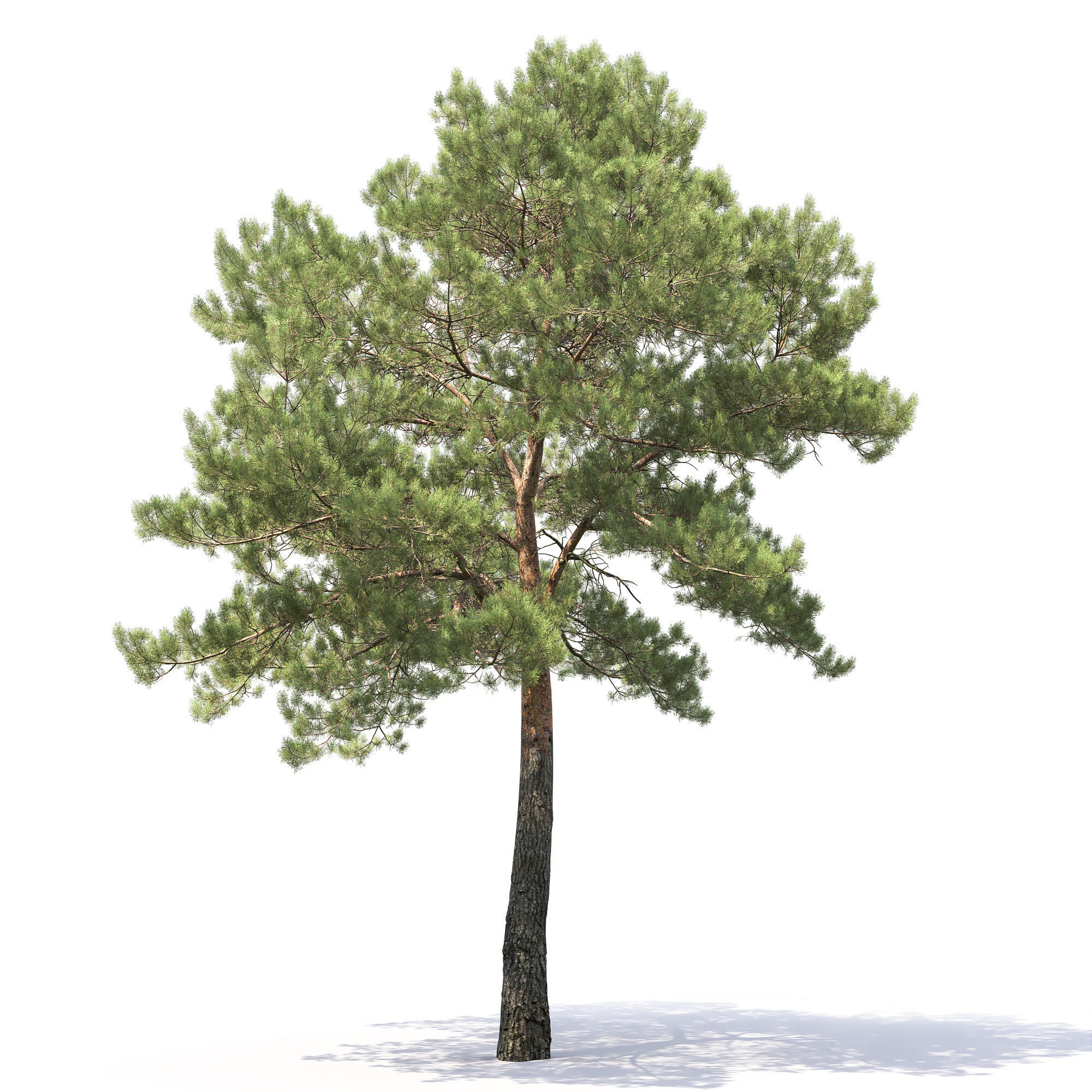Pinus Sylvestris 29 3D model_7
