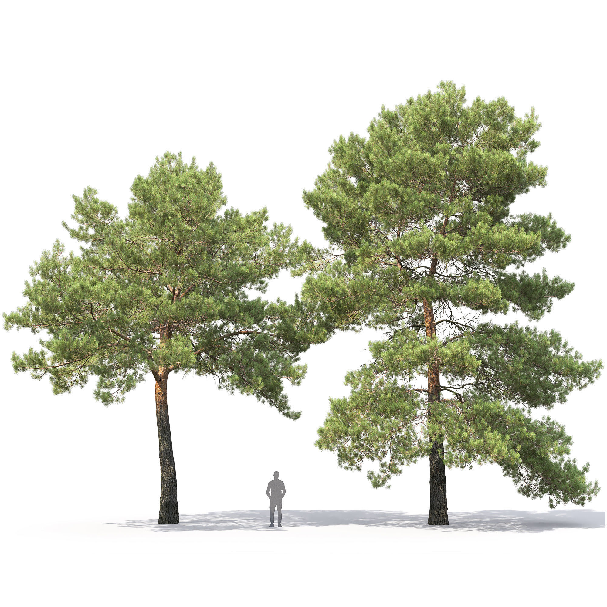 Pinus Sylvestris 29 3D model_4