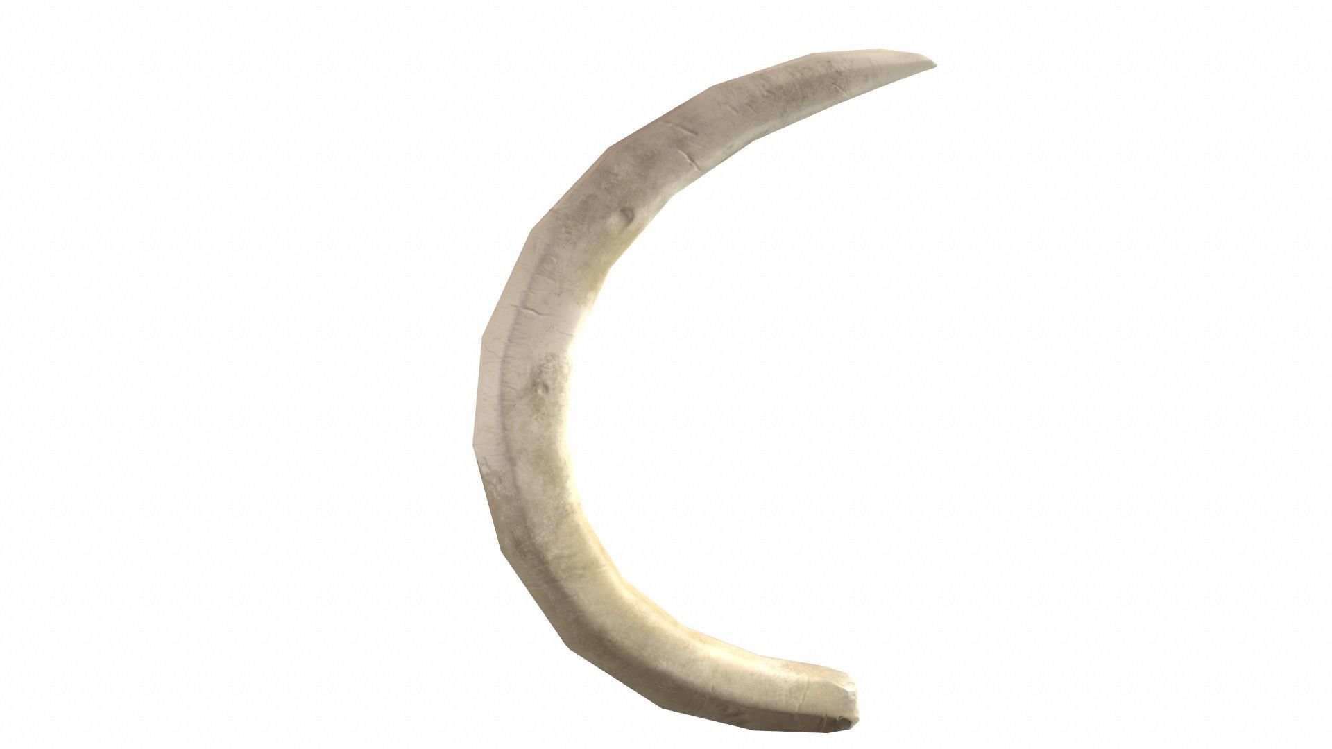 Boar Tusk - Game Ready Low-poly 3D model_5