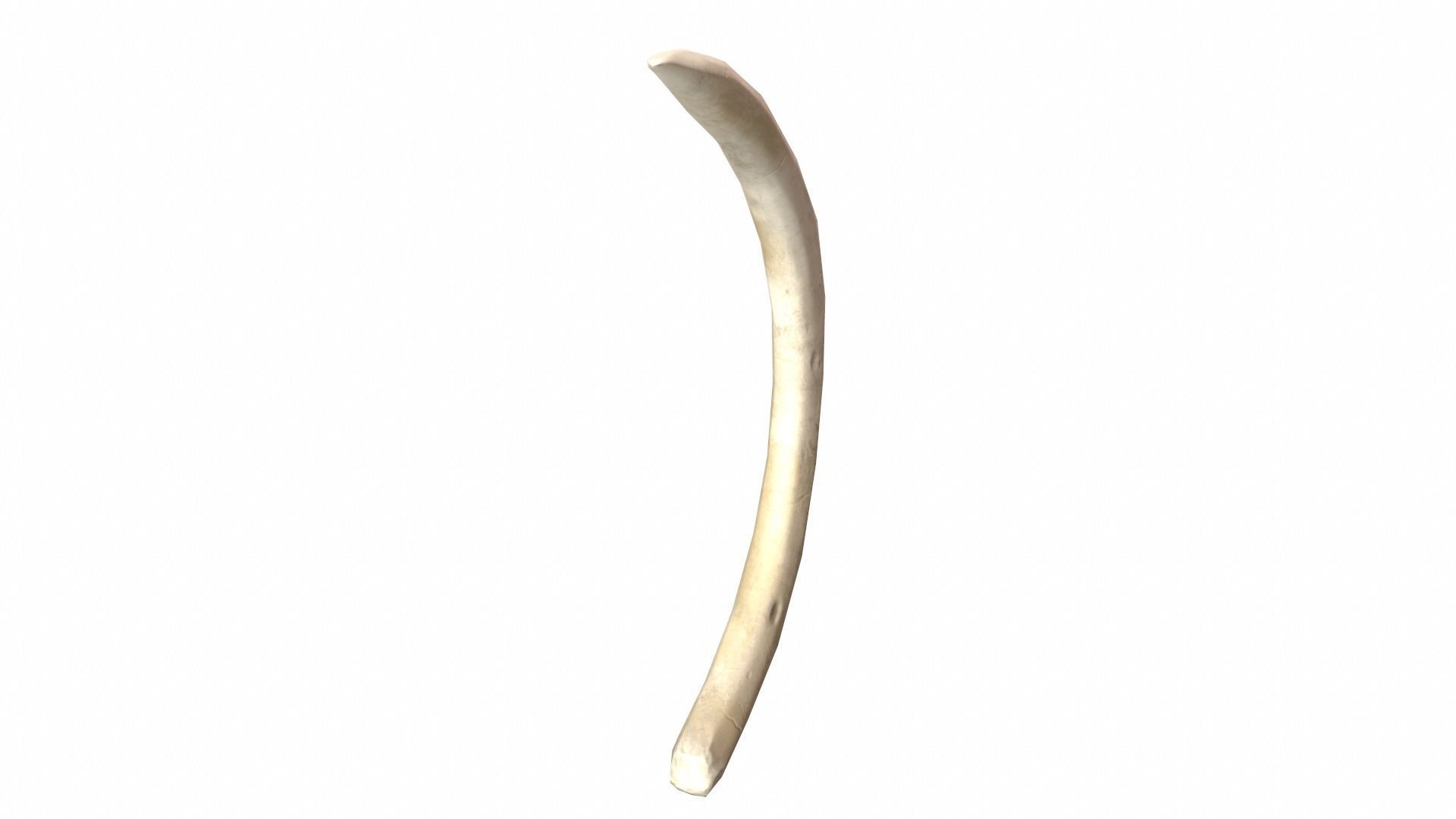 Boar Tusk - Game Ready Low-poly 3D model_7
