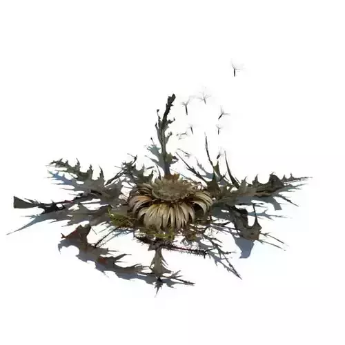 Dead Flower And Leaves