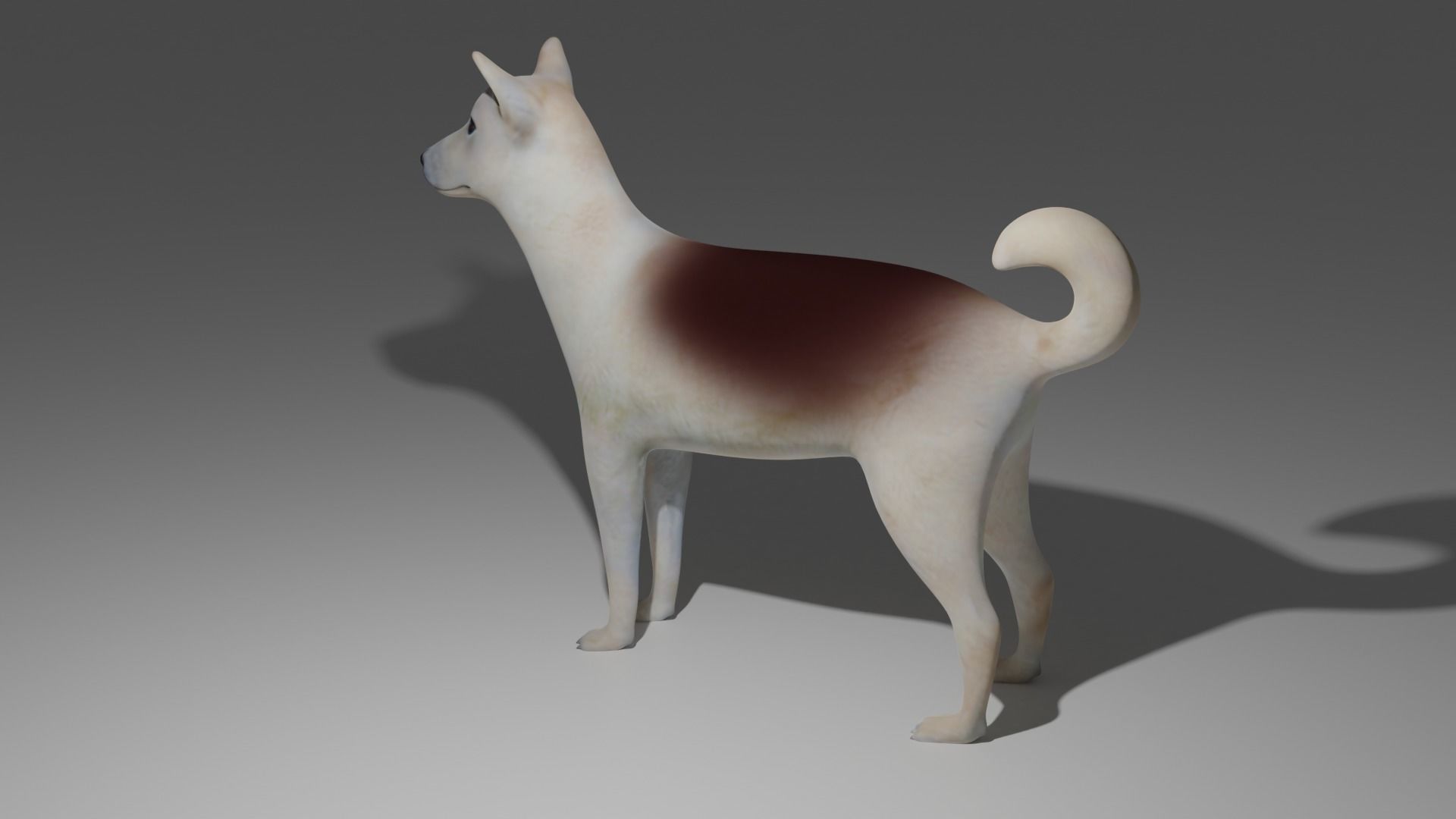 Dog 3d model japanese shih tzu 3D model_2