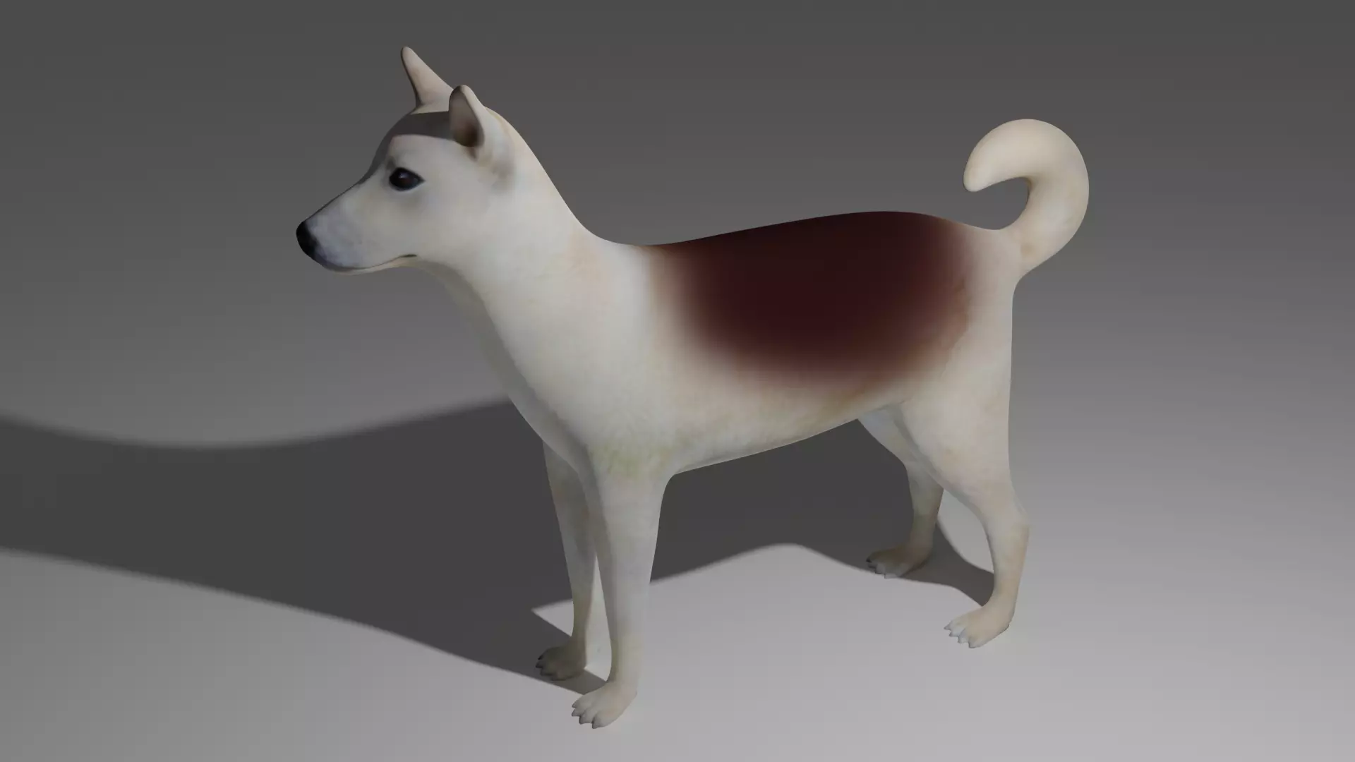 Dog 3d model japanese shih tzu 3D model_0