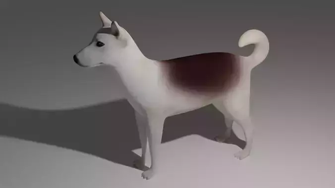 Dog 3d model japanese shih tzu