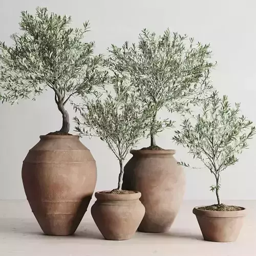 Olive European In Antique Clay Vessels 3D model