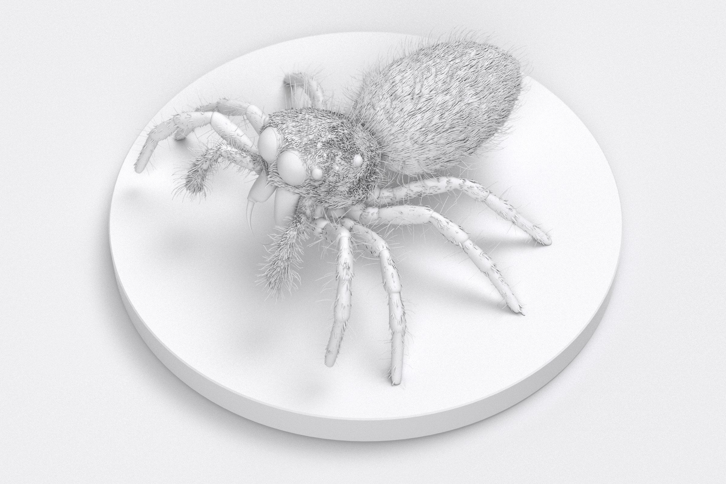 Jumping Spider 3D print model_15