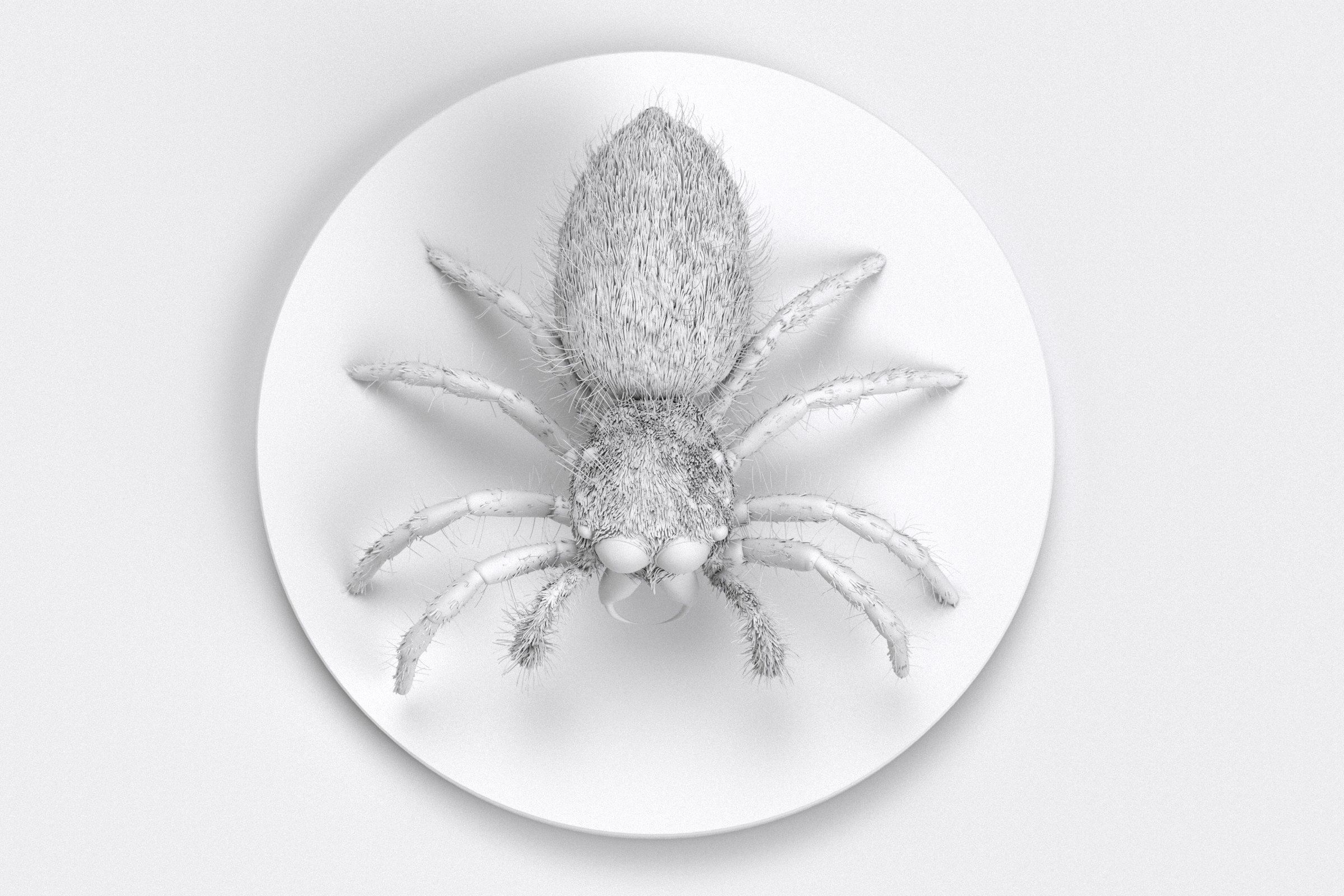 Jumping Spider 3D print model_13