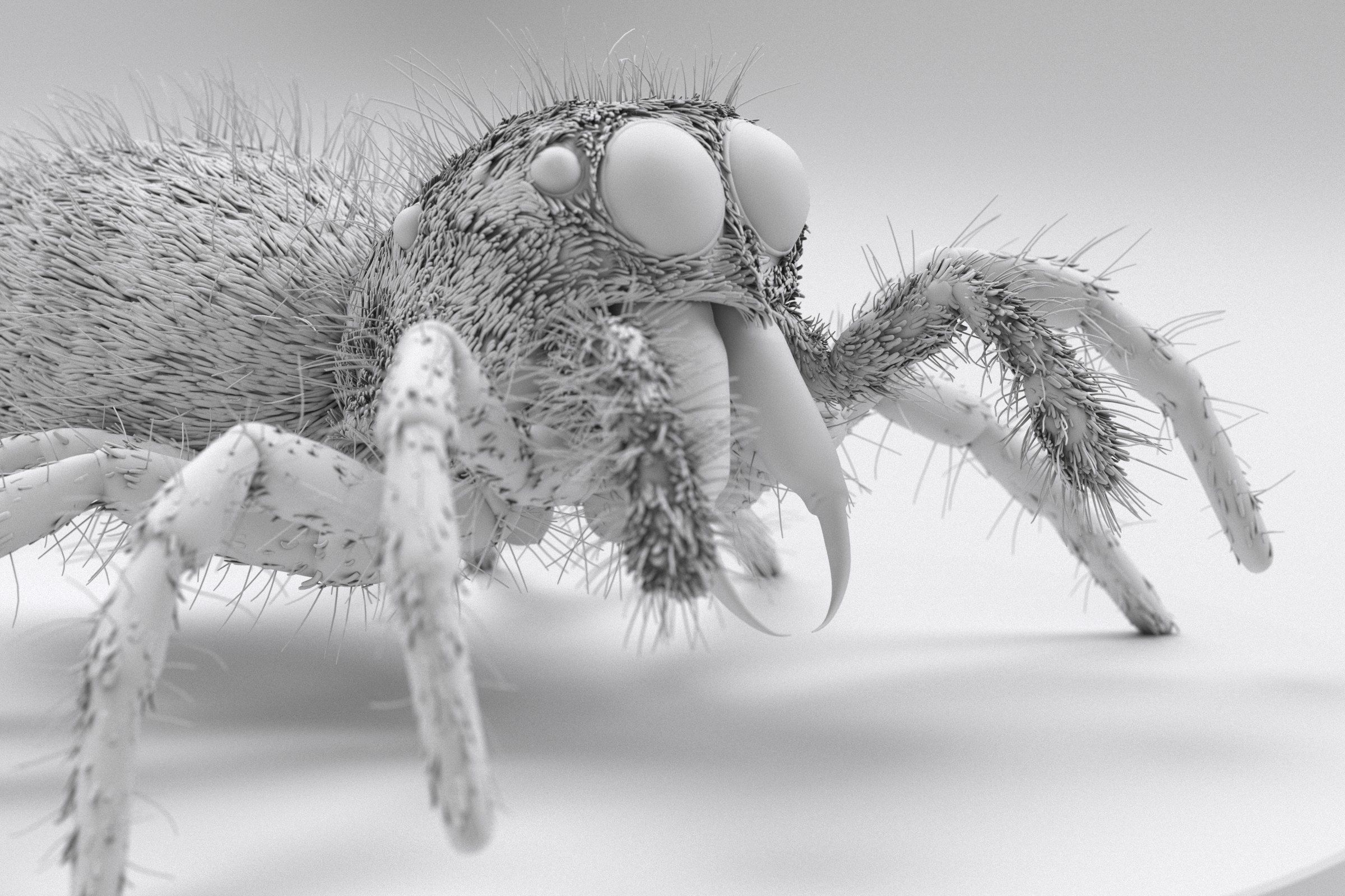 Jumping Spider 3D print model_3