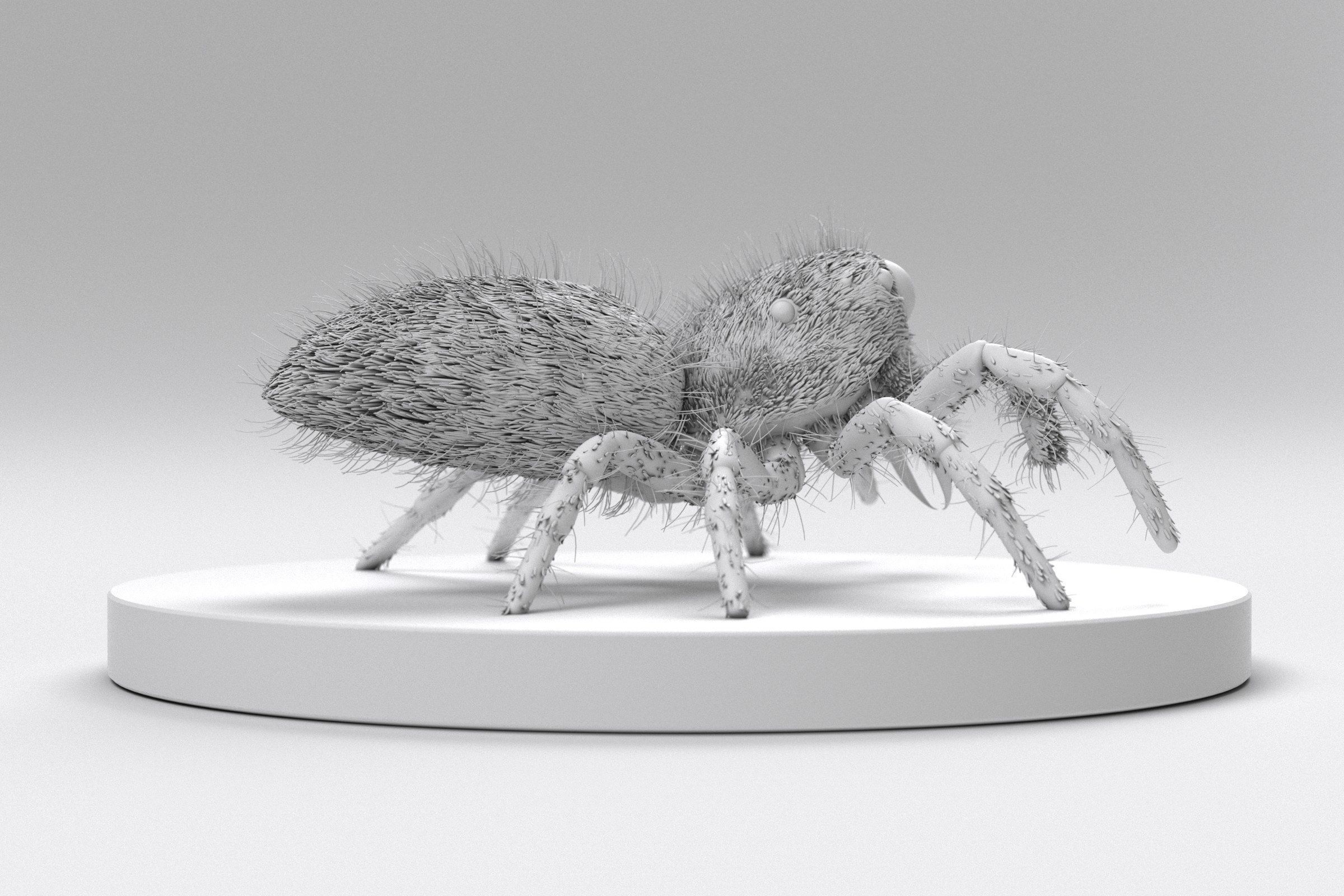 Jumping Spider 3D print model_11