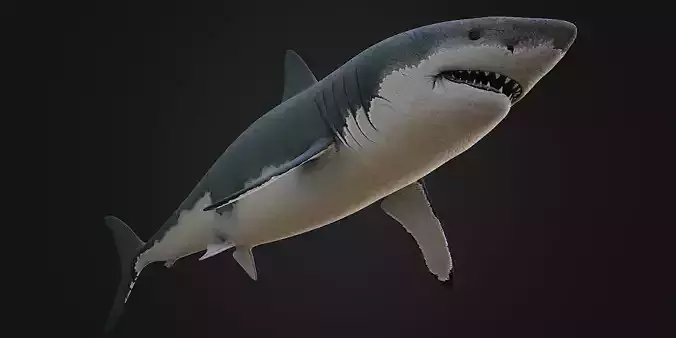 Shark Rigged Low-poly 3D model