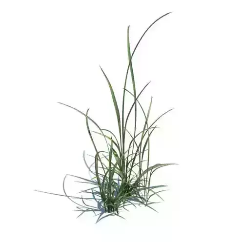 Two Clumps Of Grass